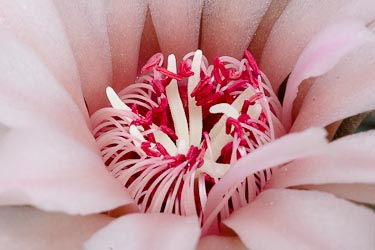 Gymnocalycium nidulans